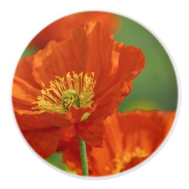 Vacker Red Poppy Knopp (Framsidan)