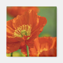 Vacker Red Poppy Magnet