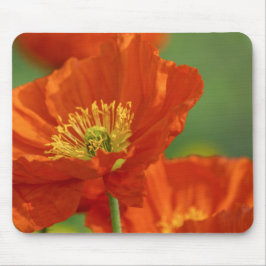 Vacker Red Poppy Musmatta