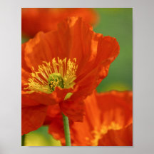 Vacker Red Poppy
