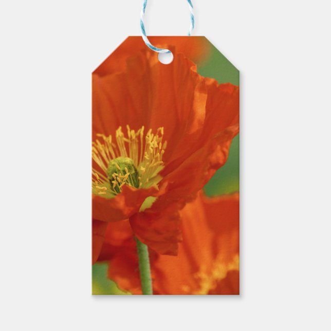 Vacker Red Poppy Presentetikett (Framsidan)