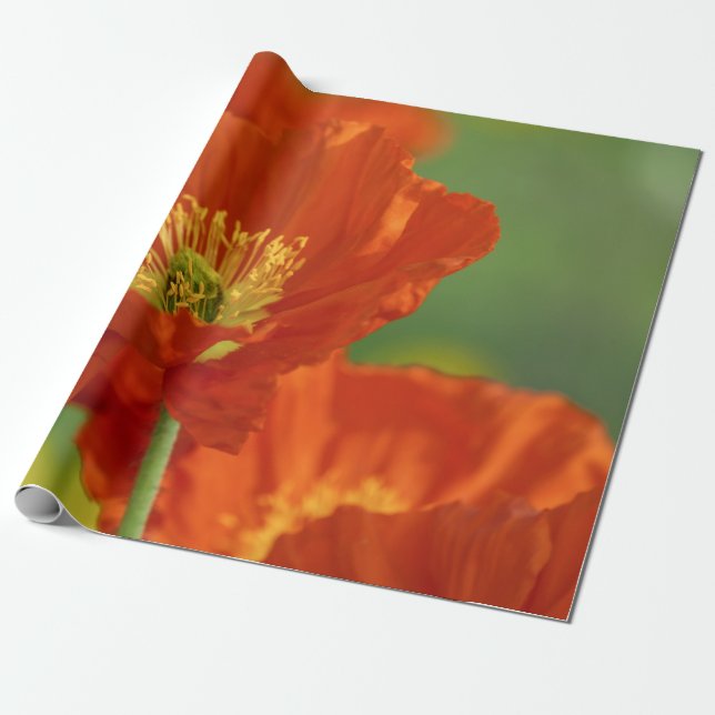 Vacker Red Poppy Presentpapper (Utrullad)