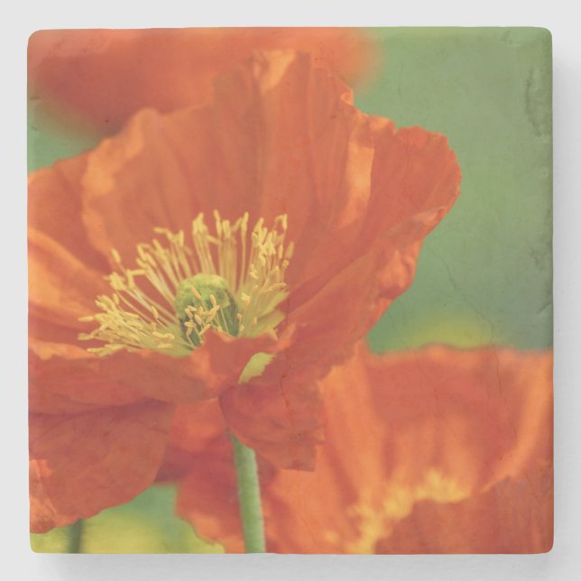 Vacker Red Poppy Stenunderlägg (Framsidan)