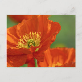 Vacker Red Poppy Vykort