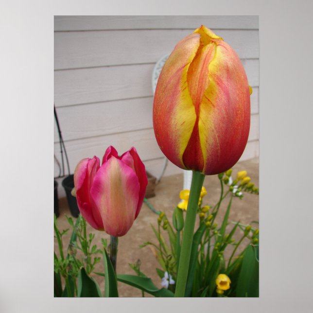 Vacker Red Tulip-Blomsterträdgård Poster (Framsidan)