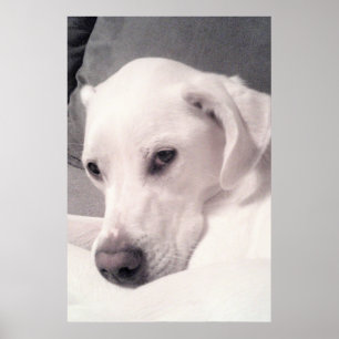 Vacker Regal White Labrador Mix Hund Grått Poster
