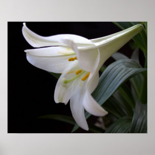 Vacker, ren vit påsklilja blomma i svart poster
