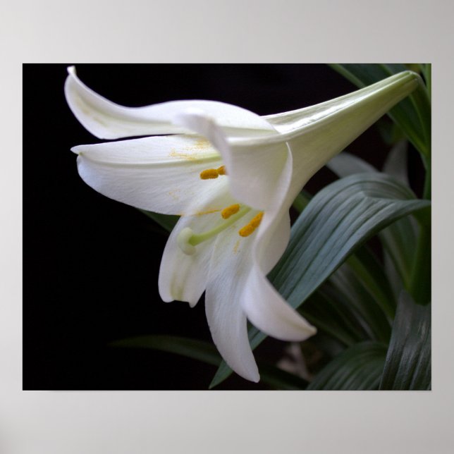 Vacker, ren vit påsklilja blomma i svart poster (Framsidan)