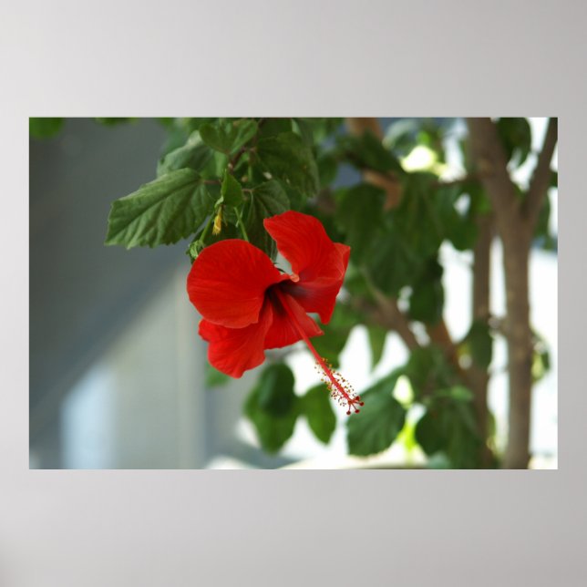 vacker röd blomma  poster (Framsidan)