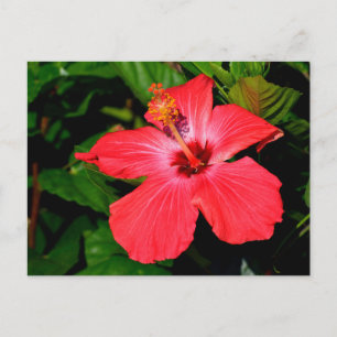 Vacker röd Hibiscus Flower Vykort