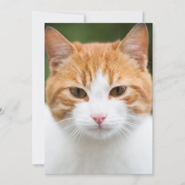 Vacker röd katt (Framsida)