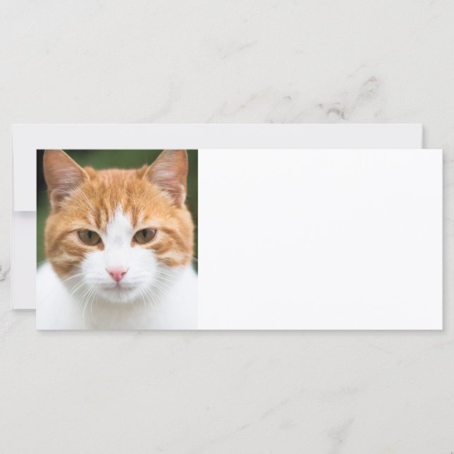 Vacker röd katt (Framsida)