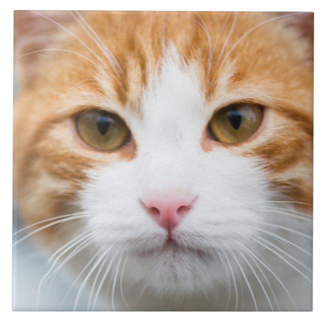 Vacker röd katt kakelplatta (Framsidan)
