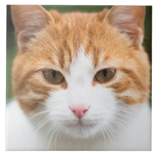Vacker röd katt kakelplatta