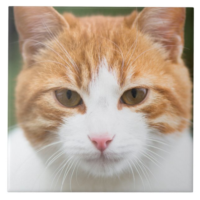 Vacker röd katt kakelplatta (Framsidan)