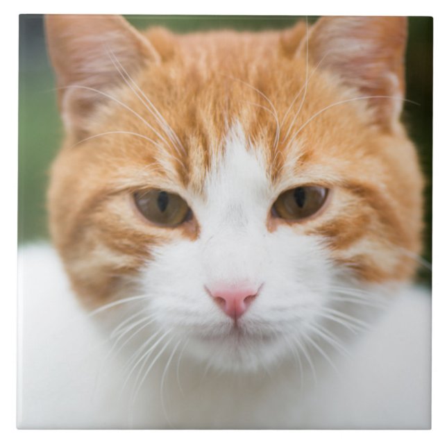 Vacker röd katt kakelplatta (Framsidan)