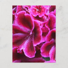 Vacker röd och Rosa Geranium Photo| Vykort