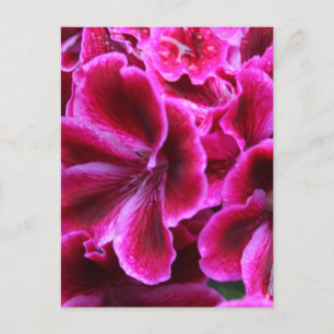 Vacker röd och Rosa Geranium Photo Vykort