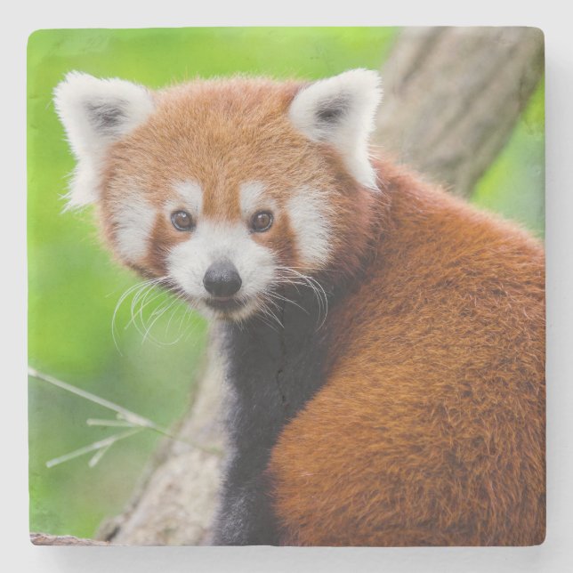 Vacker Röd Panda (Ailurus fulgens) Stenunderlägg (Framsidan)