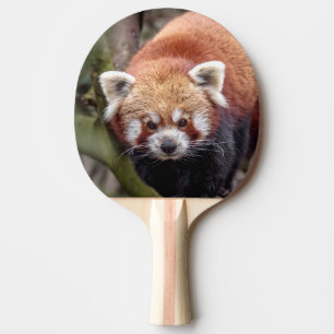 Vacker röd panda på en gren pingisracket
