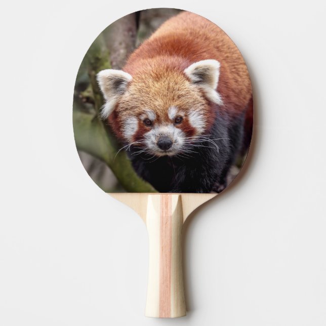 Vacker röd panda på en gren pingisracket (Framsidan)