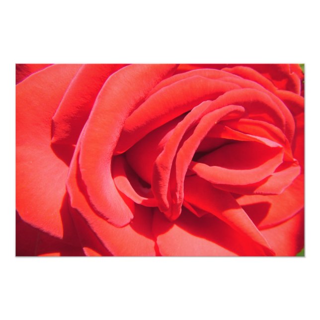 vacker röd ros blomma foto konstverk. kärlek, bröl (Framsidan)