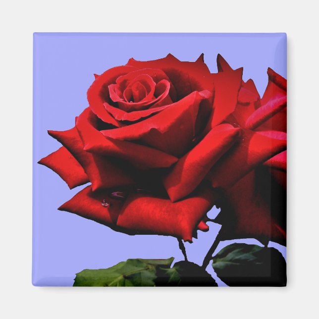 Vacker röd ros natur blomster  magnet (Framsidan)