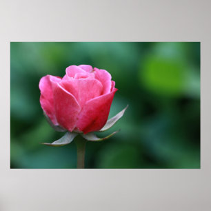 Vacker röd / rosa rosaffisch poster