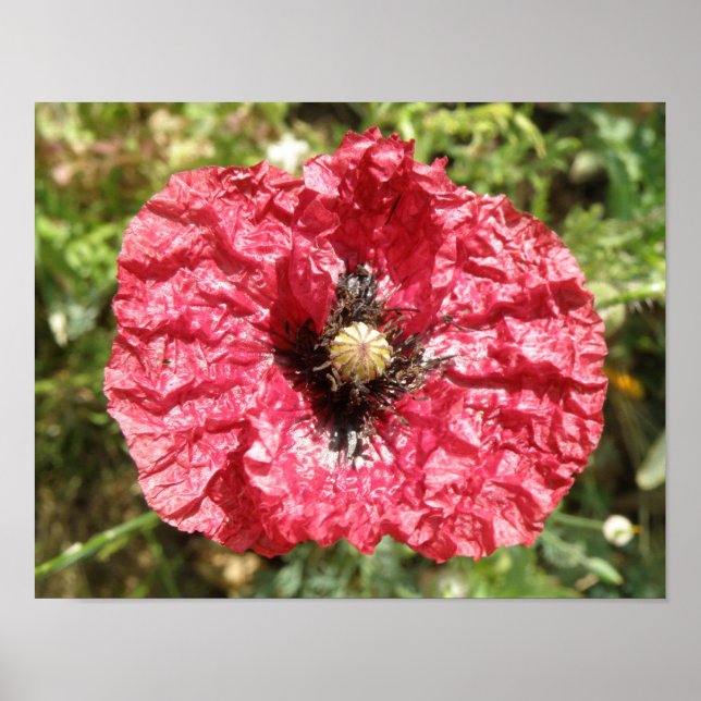 Vacker röd vallmo blommakrotryck poster (Framsidan)