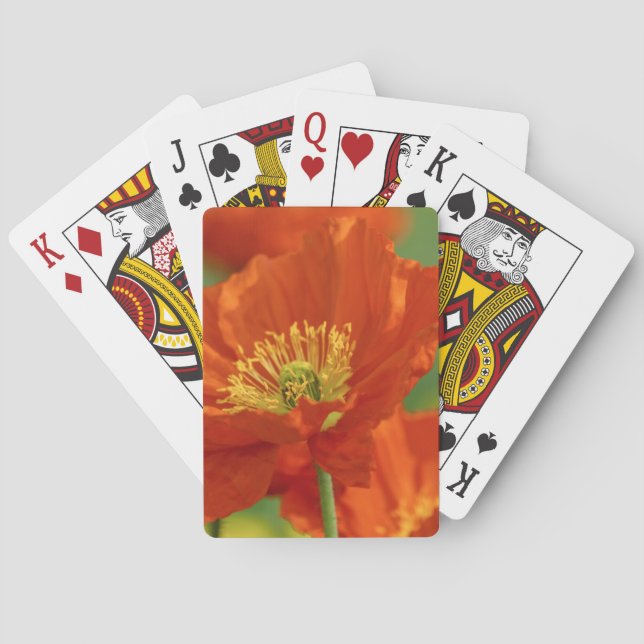 Vacker röd vallmo casinokort (Baksidan)