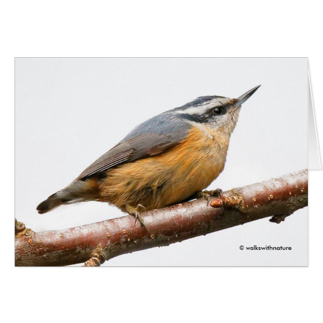 Vacker rödbrustad nuthatch på Gren Hälsningskort (Framsidan Horizontal)