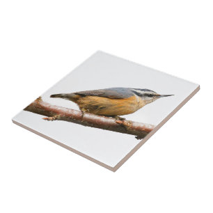 Vacker rödbrustad nuthatch på Gren Kakelplatta
