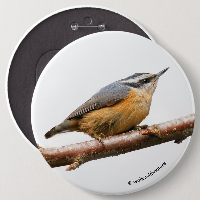 Vacker rödbrustad nuthatch på Gren Knapp (Framsida & baksida)