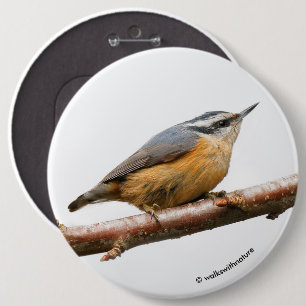 Vacker rödbrustad nuthatch på Gren Knapp