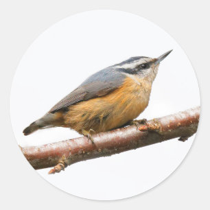 Vacker rödbrustad nuthatch på Gren Runt Klistermärke