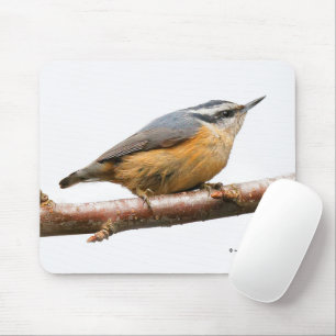 Vacker rödbrustad nuthatch Songbird Musmatta