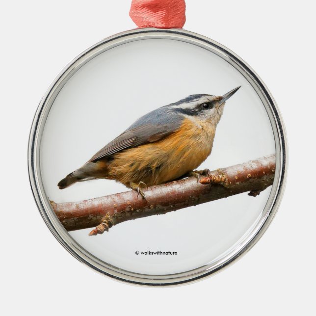 Vacker rödbrustad nuthatch Songbird på Gren Julgransprydnad Metall (Framsidan)