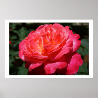 Vacker ros blomster konsttryck blomster poster