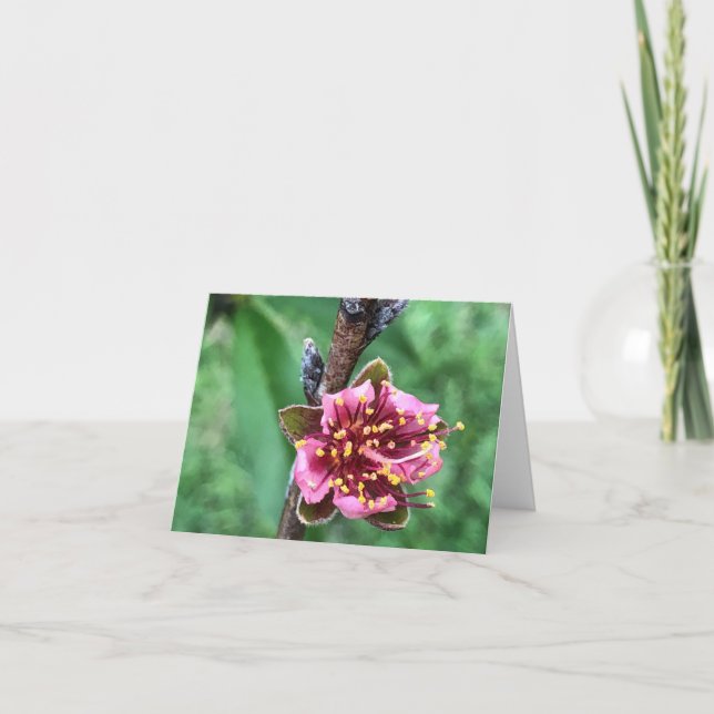 Vacker rosa blomning på persikoträd tack kort (Framsida)