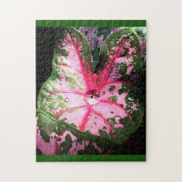 Vacker rosa caladium Puzzle Pussel