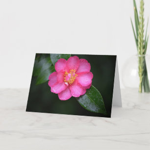 Vacker Rosa Camellia Flower efter regn Kort