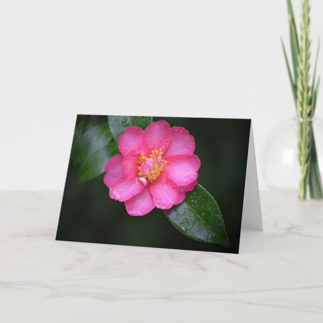 Vacker Rosa Camellia Flower efter regn Kort (Framsida)