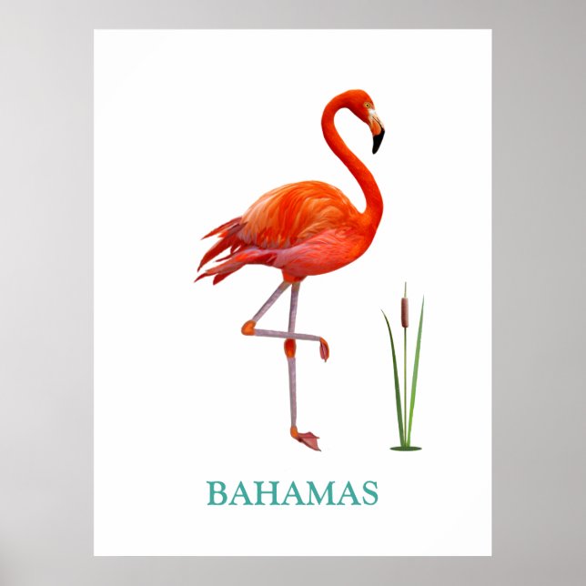 Vacker rosa flamingofågel och vassväxt på vit poster (Framsidan)