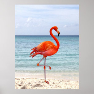 Vacker rosa flamingofågel på stranden poster
