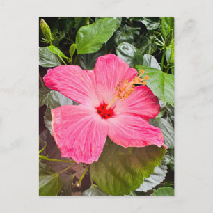 Vacker Rosa Hibiskus Vykort