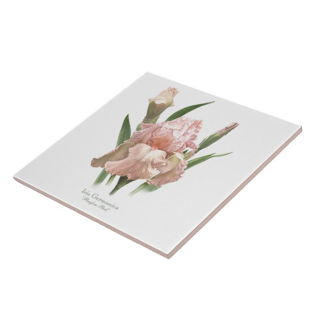Vacker rosa iris botanisk konst kakelplatta (Sidan)