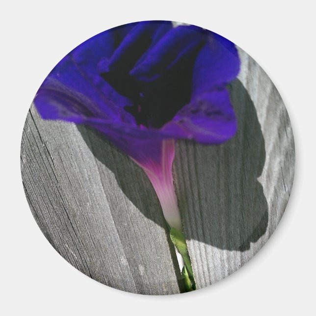 Vacker rosa-lila morgonstjärna blomma magnet (Framsidan)