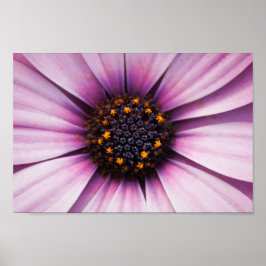 Vacker Rosa Lila Osteosperum Flower Poster
