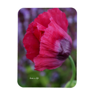 Vacker rosa & lila vallmo blomma magnet