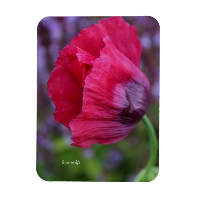 Vacker rosa & lila vallmo blomma magnet (Vertikal)